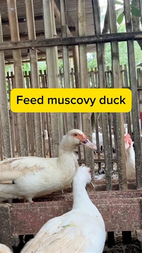 Feed muscovy duck #entok #duck #ternakunggas #muscovyduck