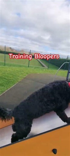 training bloopers - lotus at the park #dogcomunity #assistancedog