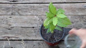 Process Watering Bay Tree Laurus Nobilis: Video có sẵn (100% miễn phí bản quyền) 1094326001 | Shutterstock