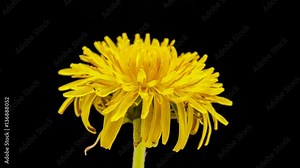 Dandelion flower timelapse isolated, encoded with photo png, transparent background