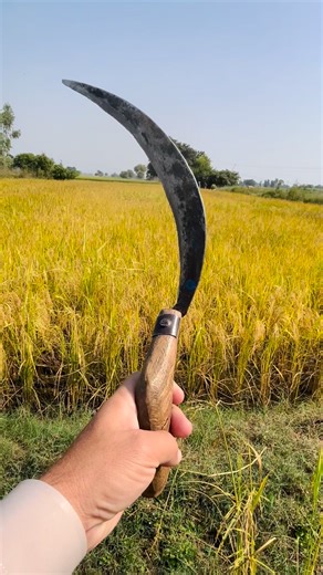 7.6K views · 156 reactions | Harvesting Rice Crop Season in Narowal | Mera Zila Narowal میرا ضلع نارووال | Facebook