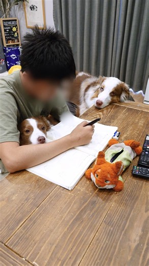 勉強が終わるまでお兄ちゃんのそばを離れない犬達がこちら📚️🐶【ボーダーコリー・オーストラリアンシェパード】