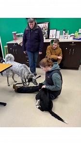 Transport day is a busy day for adoptions, but a key step is the meet and greet with the family dogs. Maxwell met his new dog brother and cousin yesterday, the start of lifelong pup friendships! Our staff facilitates the initial meet and greet and then gives you some time to see how the dogs get along. 💚🐾 Already have a dog but thinking about another? Give us a call if you have questions - 315-446-5970 or info@helpinghoundsny.com Get your application in today to come meet some of our amazing p