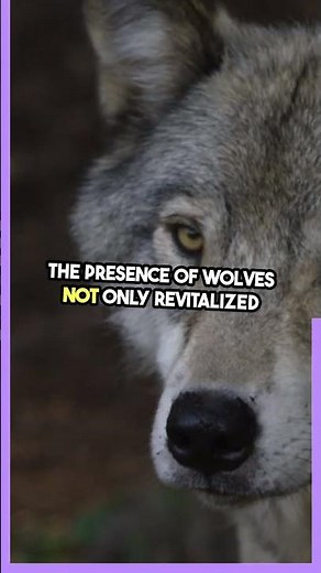 Wolves Change Rivers?! 🐺🌊