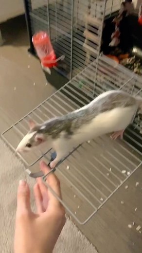Gentle Interaction with a Calm Pet Rat