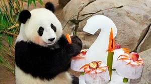 2 giant pandas from China coming to San Diego Zoo