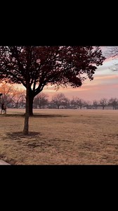 45K views · 753 reactions | Fort Sill mornings are a haven for wildlife lovers! 歷 Today, nature's beauty unfolded as majestic elk graced us with their presence against the backdrop of historic Fort Sill.  Such awe-inspiring moment in the heart of Oklahoma.  #FortSillWildlife #OklahomaMornings #elk #WildlifeEncounters #oklahoma #greatplains #RespectNature #nature | US Army Fort Sill | Facebook