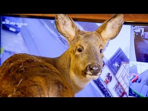 Rescued Deer Lives At Home With Family | Heavy Petting