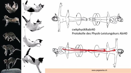 Falling Cat Problem | Werner Maurer