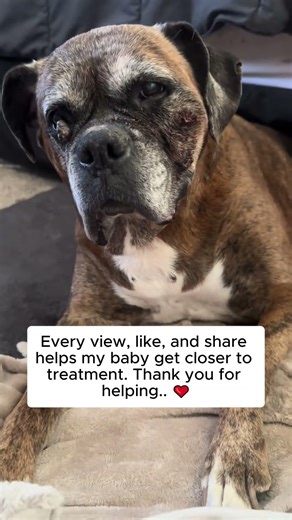 Rocky’s Battle: Fighting Fibrosarcoma with Love and Strength
