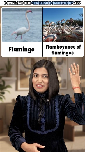 Stop Saying “Group”! ❌ Learn Advanced Animal Collective Nouns | English Connection #shorts