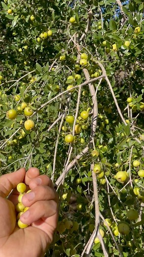 12K views · 184 reactions | Una fruta muy rica 襤 los arrayanes | Agua Caliente de Cebada Sinaloa | Facebook