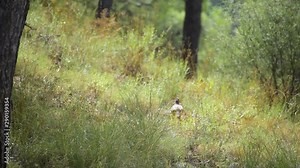 The red-legged partridge (Alectoris rufa) is a gamebird in the pheasant family Phasianidae of the order Galliformes, gallinaceous birds.