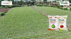 724 reactions · 11 shares | FITSOL SOLANACEAE GRADES 1 & 2 | AB SAB...