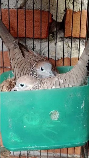 KEUNTUNGAN TERNAK PERKUTUT JUTAAN RUPIAH || KONSEP CARA TERNAK PERKUTUT YANG BENAR