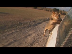 Male Lions Attack a Car | Can You Outrun a Lion? | Lion Attack
