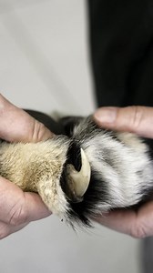 #DidYouKnow lions possess formidable claws that play a crucial role in their survival. Lions can retract their claws, this allows them to keep their claws sharp and well-maintained when traversing over a particular landscape. In the wild, lions keep their claws retracted when hunting, this allows them to approach their prey stealthily. Once close to their target, they extend their claws to grip and immobilise their prey. However, lions also use their claws during interactions within their pride.