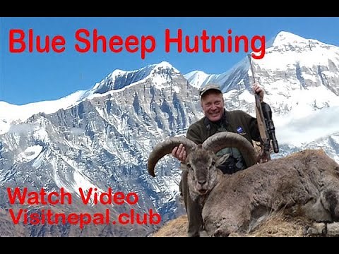 Hunting Blue Sheep in Nepal. Dhorpatan Hunting Reserve 2020. Amazing Hunting video. #visitnepal2020