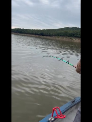 4.2K views · 41 reactions | Around here we deliver smiles and FAT girls… aka big fish! That rod doesn’t bend for just anything—it’s only the fattest girls on the line  #BigFishOnly #ReelGoodTime #RodBendingAction” Woody's Bait & Tackle II Meat Hunter Rods MulTbar Rod Rack SmackDown Catfishing Pro-Guide Batteries Bill's Marine Skiatook B&B Paddlefish Mounts Music: Never Give Up Musician: AlexGuz | Reel Good Time Guide Service | Facebook