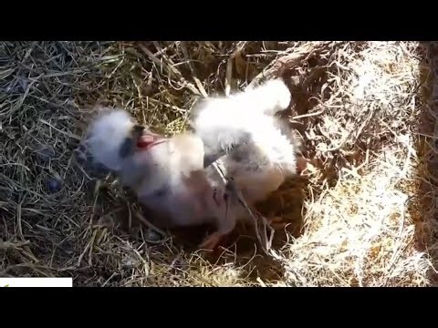 Small eaglet again make mistake & gets punishment from Big eaglet | Dade County Eagle | Dec 24, 2025