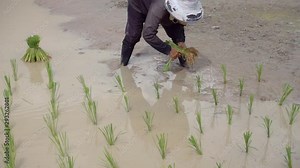 The Farmer planting on the organic paddy rice farmland in Thailand.life of countryside.