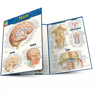QuickStudy | Brain Laminated Study Guide