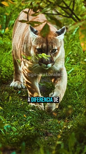 62K views · 1.6K reactions | El puma es uno de los depredadores más increíbles del continente americano, pero muy poca gente conoce sus capacidades reales. En este video descubrirás 4 datos sorprendentes: desde su habilidad para saltar como ningún otro mamífero, hasta sus misteriosos gritos y su estilo de caza fantasma. Un animal elegante, silencioso y absolutamente letal.  #Animales #Curiosidades #DatosIncreibles #reelsvirales | Ruge Naturaleza | Facebook
