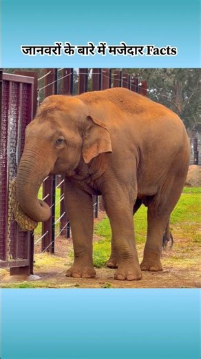 🐘 interesting facts about animals 🐘 #facts #amazingfacts #animals #intrestingfacts #shorts