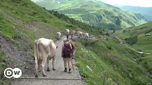 Swiss cheesemakers struggle to find dairy workers