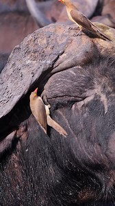 Oxpecker birds eating parasites Wincent vXrEg #nature #wildlife #bird | HAWI Studios