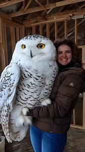 Beautiful biggest owl in the world | Beauty of Nature