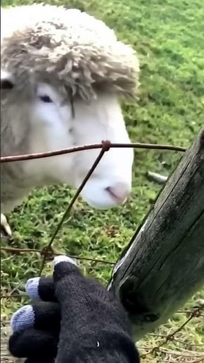 funny animal moments