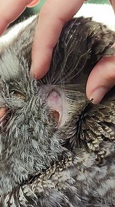 Have you ever seen an Owl's ears? Boris, a Great Gray Owl here at the Alaska Raptor Center, is here to show you! Hidden behind those mesmerizing eyes, an Owl's large ear holes are concealed beneath their head feathers! #OwlSecrets #OwlEars #DidYouKnow | Alaska Raptor Center