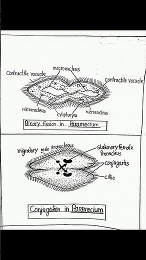 Phylum Protozoa 🧬📚 | B.Sc. Zoology | Labelled Diagrams & Short Notes | #Shorts #filework #protozoa