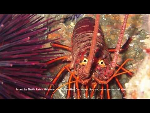 Spiny Lobster Sound File | California Academy of Sciences