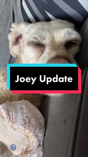 Sammie & Joey (@cockapoobrothers)’s videos with Faith’s Hymn - Beautiful Chorus