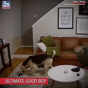 275K views · 12K reactions | Check out this helpful dog’s housekeeping skills after his owner dropped a freshly laundered sock. | Fox News | Facebook