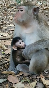 2.2K views · 40 reactions | Piper gave birth. | Angkor Forest | Facebook