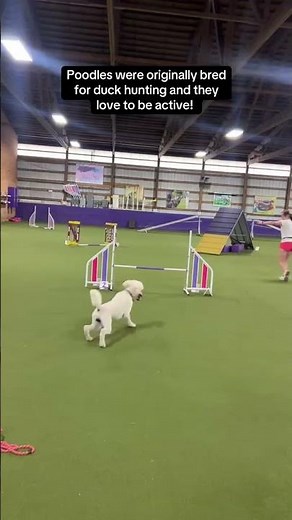 Have you ever seen a Standard Poodle do agility? 🐩