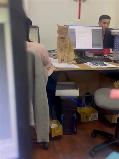 Ginger One: A Funny and Cute Moment