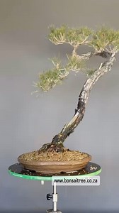 326 reactions · 4 comments | Amazing Bunjin bonsai Japanese red pine gets a new container. | Bonsai Tree | Facebook