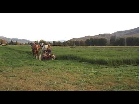Mowing Hay with Horses