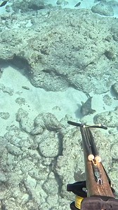 Hunting puffer fish #pufferfish #spearfishing | Fishy Sea