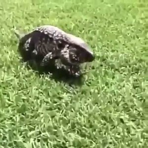 OMG! Scary Lizard | Pakistan TV