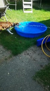 2.6K views · 29 reactions | Make sure you keep you and your pets cool and hydrated today - Harley and Marvel are doing just that ☀️ | Animal Friends Pet Insurance | Facebook