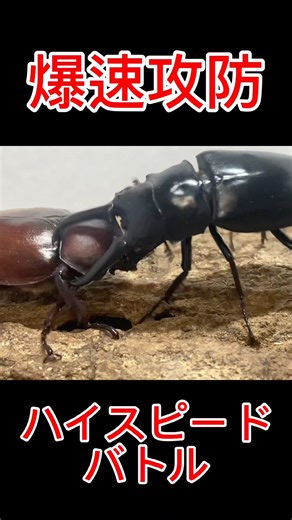 スーパーハイスピードバトル ギラファノコギリクワガタVS国産カブトムシ #shortvideo #クワガタ #ムシキング
