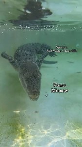 41K views · 702 reactions | Check out Minnow, the Saltwater Crocodile, gliding through the water with grace!⁠ ⁠ ️: @madbioreptiles⁠ ⁠ ⁠ #Thisiswildflorida #wildflorida #bewild #Orlandofl #realflorida #floridawildlife #experiencekissimmee #visitorlando #thingstodoinorlando #kissimmee #lovefl | Wild Florida | Facebook