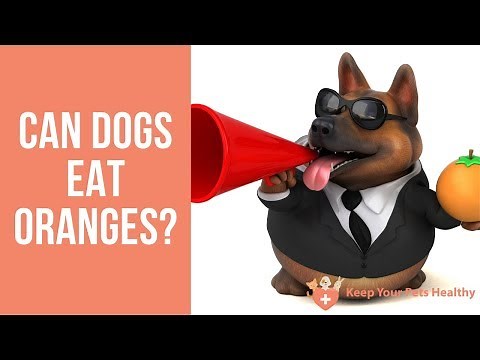 Can Dogs Eat Oranges?