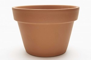 How to Grow Mountain Laurel Shrubs From Cuttings