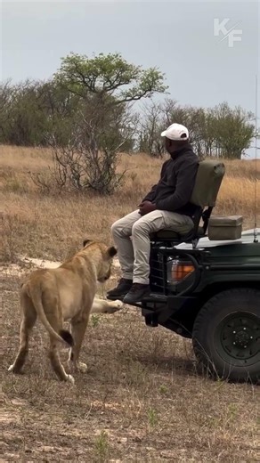 Lioness Approaches Tracker Without Warning